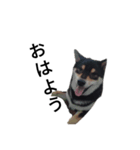 柴犬 毎日癒し 黒柴 フェル 可愛い8（個別スタンプ：7）