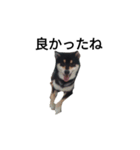 柴犬 毎日癒し 黒柴 フェル 可愛い8（個別スタンプ：8）