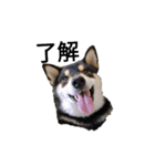 柴犬 フェル 毎日笑顔 黒柴 可愛い 2（個別スタンプ：1）