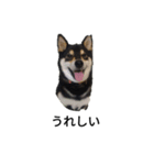 柴犬 フェル 毎日笑顔 黒柴 可愛い 2（個別スタンプ：2）