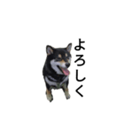 柴犬 フェル 毎日笑顔 黒柴 可愛い 2（個別スタンプ：3）