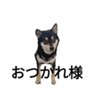 柴犬 フェル 毎日笑顔 黒柴 可愛い 2（個別スタンプ：4）