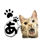 るぅ。の にゃんこ指定【あかさたな】（個別スタンプ：1）