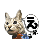 るぅ。の にゃんこ指定【あかさたな】（個別スタンプ：4）