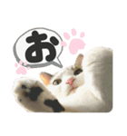 るぅ。の にゃんこ指定【あかさたな】（個別スタンプ：5）