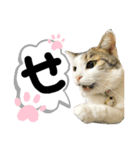 るぅ。の にゃんこ指定【あかさたな】（個別スタンプ：14）