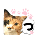 るぅ。の にゃんこ指定【あかさたな】（個別スタンプ：18）