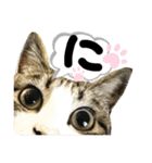 るぅ。の にゃんこ指定【あかさたな】（個別スタンプ：22）