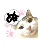 るぅ。の にゃんこ指定【あかさたな】（個別スタンプ：23）