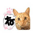 るぅ。の にゃんこ指定【あかさたな】（個別スタンプ：24）
