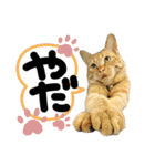 るぅ。の にゃんこ指定【あかさたな】（個別スタンプ：26）