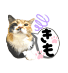 るぅ。の にゃんこ指定【あかさたな】（個別スタンプ：27）