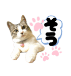 るぅ。の にゃんこ指定【あかさたな】（個別スタンプ：28）