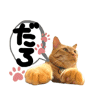 るぅ。の にゃんこ指定【あかさたな】（個別スタンプ：31）