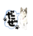 るぅ。の にゃんこ指定【あかさたな】（個別スタンプ：32）
