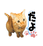 るぅ。の にゃんこ指定【あかさたな】（個別スタンプ：34）