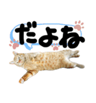 るぅ。の にゃんこ指定【あかさたな】（個別スタンプ：35）