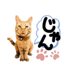 るぅ。の にゃんこ指定【あかさたな】（個別スタンプ：36）