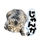 るぅ。の にゃんこ指定【あかさたな】（個別スタンプ：37）