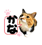 るぅ。の にゃんこ指定【あかさたな】（個別スタンプ：38）