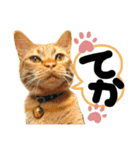 るぅ。の にゃんこ指定【あかさたな】（個別スタンプ：39）
