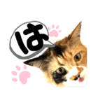 るぅ。の にゃんこ指定【はまやらわ】（個別スタンプ：1）