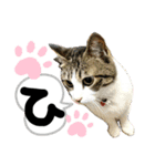 るぅ。の にゃんこ指定【はまやらわ】（個別スタンプ：2）