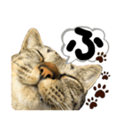 るぅ。の にゃんこ指定【はまやらわ】（個別スタンプ：3）