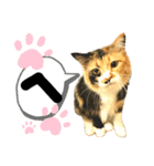 るぅ。の にゃんこ指定【はまやらわ】（個別スタンプ：4）