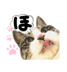 るぅ。の にゃんこ指定【はまやらわ】（個別スタンプ：5）