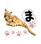 るぅ。の にゃんこ指定【はまやらわ】（個別スタンプ：6）