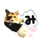 るぅ。の にゃんこ指定【はまやらわ】（個別スタンプ：7）
