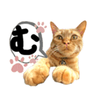 るぅ。の にゃんこ指定【はまやらわ】（個別スタンプ：8）