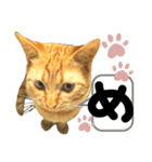 るぅ。の にゃんこ指定【はまやらわ】（個別スタンプ：9）
