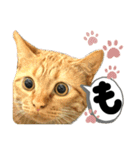 るぅ。の にゃんこ指定【はまやらわ】（個別スタンプ：10）