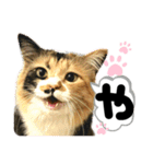 るぅ。の にゃんこ指定【はまやらわ】（個別スタンプ：11）