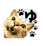 るぅ。の にゃんこ指定【はまやらわ】（個別スタンプ：12）