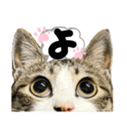 るぅ。の にゃんこ指定【はまやらわ】（個別スタンプ：13）