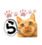 るぅ。の にゃんこ指定【はまやらわ】（個別スタンプ：14）