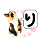 るぅ。の にゃんこ指定【はまやらわ】（個別スタンプ：15）