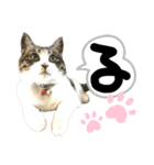 るぅ。の にゃんこ指定【はまやらわ】（個別スタンプ：16）