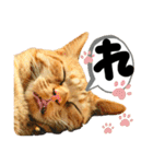 るぅ。の にゃんこ指定【はまやらわ】（個別スタンプ：17）