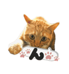 るぅ。の にゃんこ指定【はまやらわ】（個別スタンプ：21）