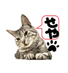 るぅ。の にゃんこ指定【はまやらわ】（個別スタンプ：23）