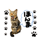 るぅ。の にゃんこ指定【はまやらわ】（個別スタンプ：24）