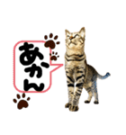 るぅ。の にゃんこ指定【はまやらわ】（個別スタンプ：25）