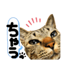 るぅ。の にゃんこ指定【はまやらわ】（個別スタンプ：26）