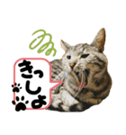 るぅ。の にゃんこ指定【はまやらわ】（個別スタンプ：27）