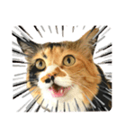 るぅ。の にゃんこ指定【はまやらわ】（個別スタンプ：28）