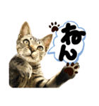 るぅ。の にゃんこ指定【はまやらわ】（個別スタンプ：29）